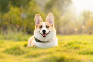 dog, corgi, pet, nature, cute, animal